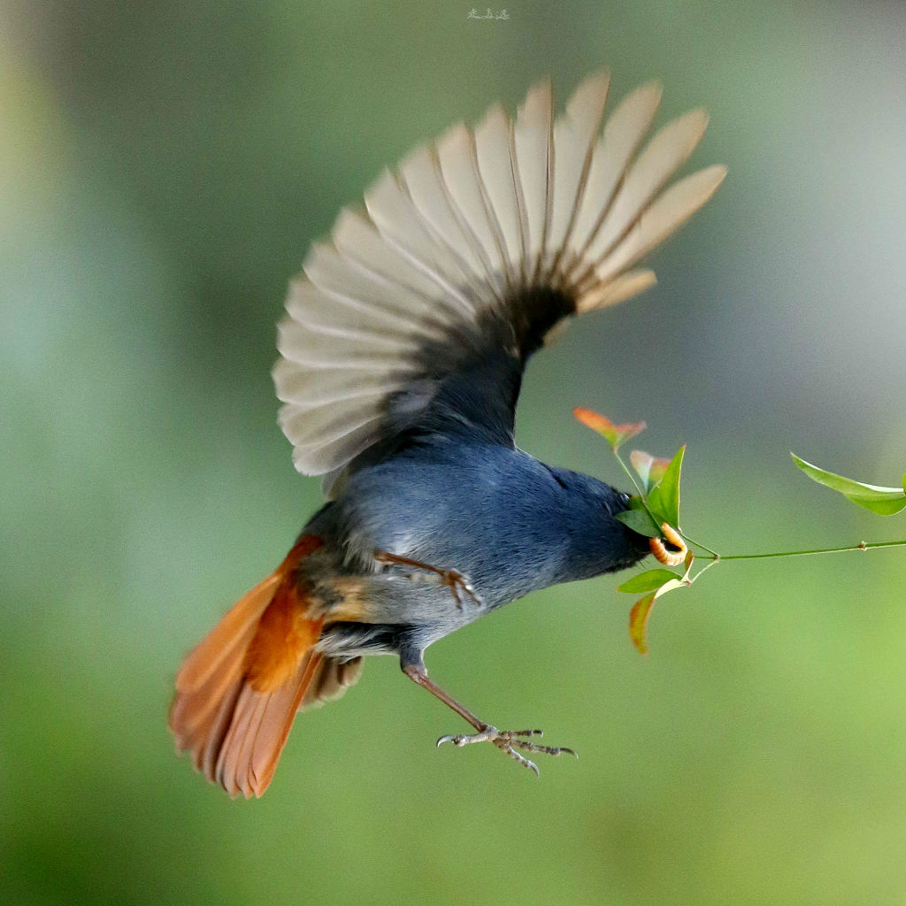 北红尾鸲(雌鸟)-甘肃野生动物-图片