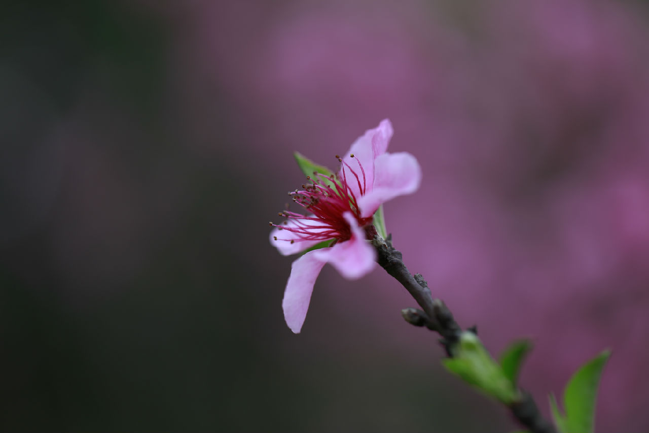 春天百花盛开 高清壁纸1 - 1440x900 壁纸下载 - 春天百花盛开 高清壁纸 - 植物壁纸 - V3壁纸站