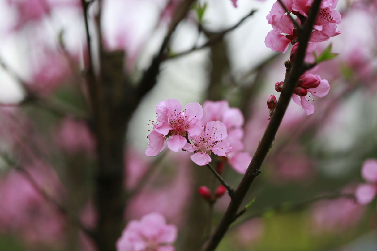 春天开的花及名称图片 _排行榜大全