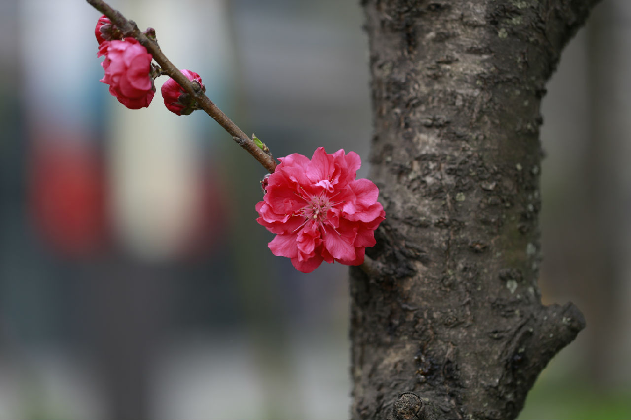 春天里百花开